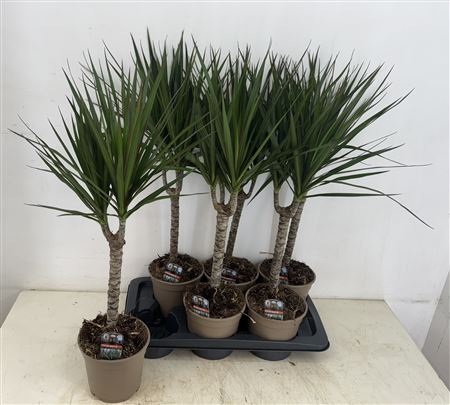 Drac Marginata Green Solo