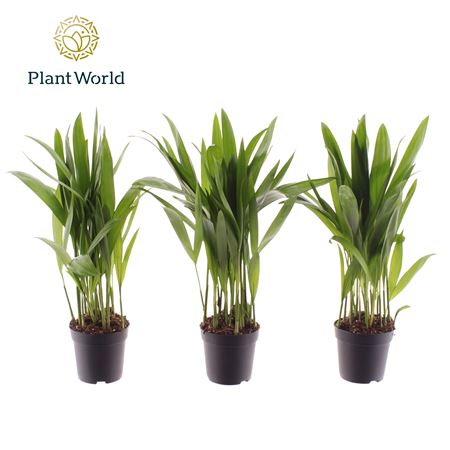 Dypsis Lutescens (deco)