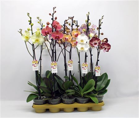 Phal 1st Yellow 9+ (phalaenova)