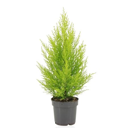 Cupressus Goldcrest Wilma