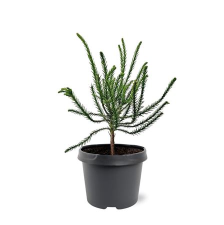 Cryptomeria Jap Dacrydioides