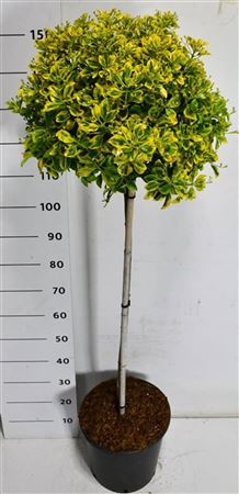 Euonymus Jap Aureus On Stem