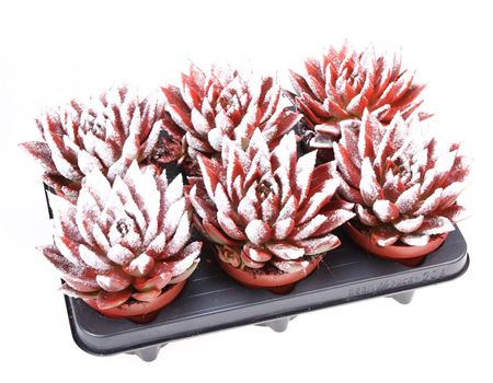 Echeveria Miranda Snowy
