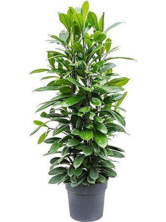 Ficus Cyathistipula Zuil