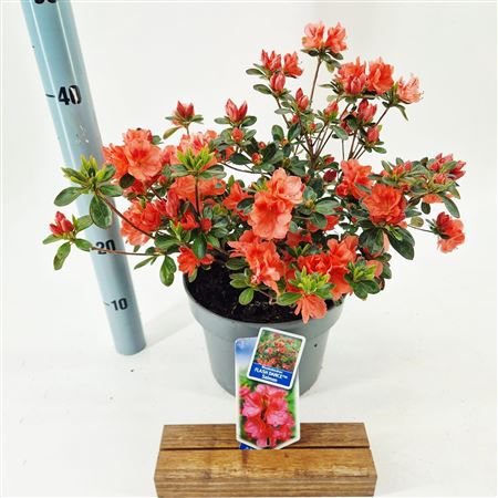 Rhododendron (aj) Flash Dance Salmon