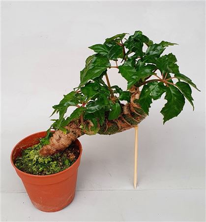 Begonia Carolineifolia Highlander