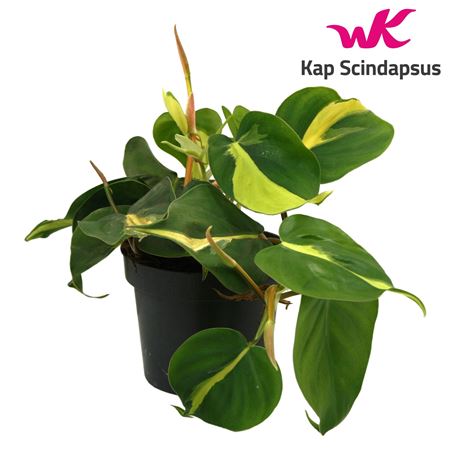Philodendron Brasil Scandens
