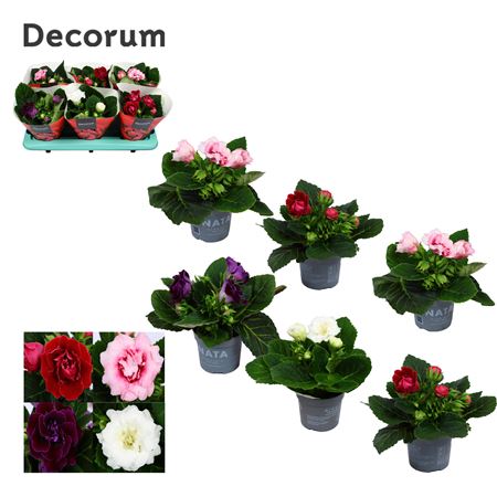 Gloxinia Sonata Mix (decorum)