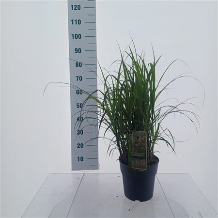 Miscanthus Sin Dronning Ingrid