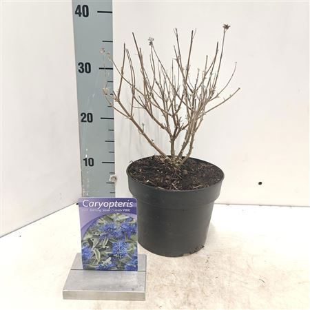 Caryopteris Cland Sterling Silver