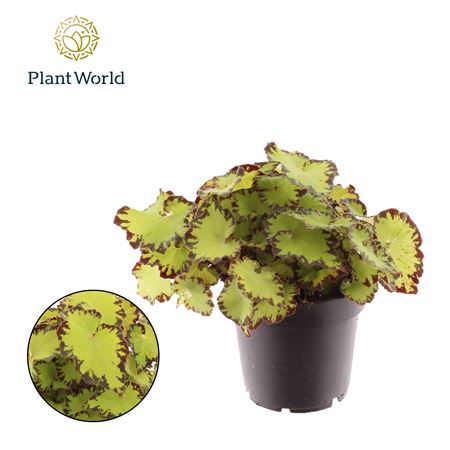 Begonia Rex Jive
