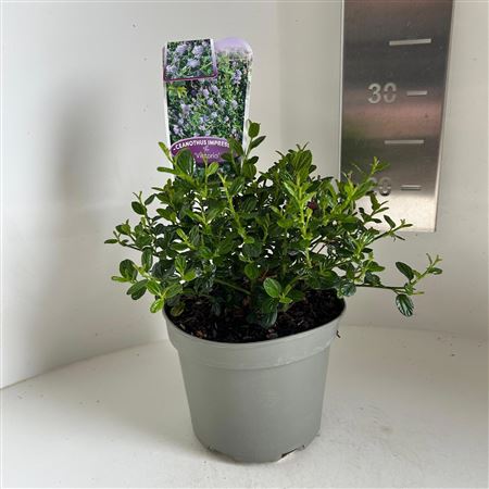 Ceanothus Impressus Victoria