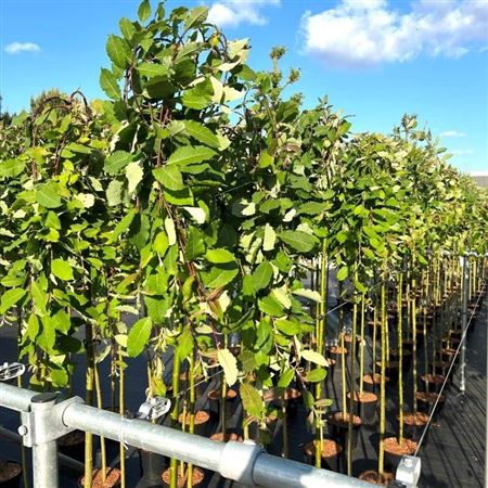 Salix Caprea Kilmarnock On Stem 180cm