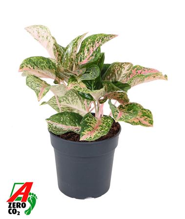 Aglaonema Two Tone Moonstone