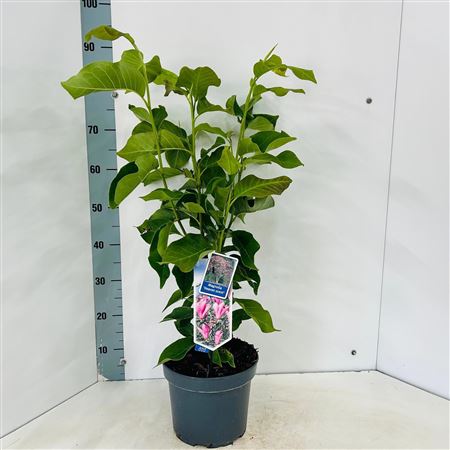 Magnolia Heaven Scent