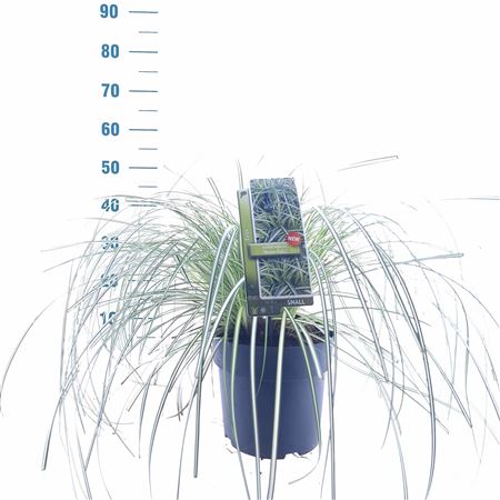 Carex 'moon Falls' ('et Crx 904'pbr)