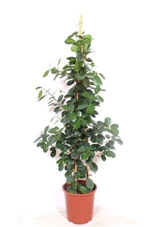 Ficus Green Island