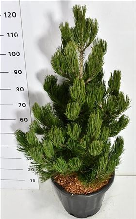 Pinus Held Satellit