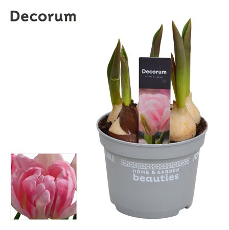 Tulipa Foxtrot (decorum)
