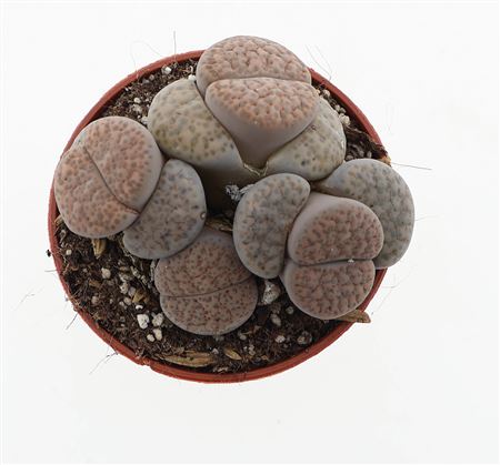Lithops Fulviceps