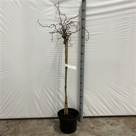 Corylus Avellana Scooter On Stem