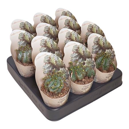 Euphorbia Horrida Alba Potcover