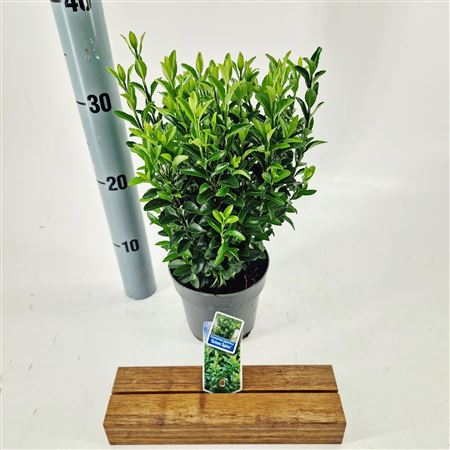 Euonymus Jap Green Spire