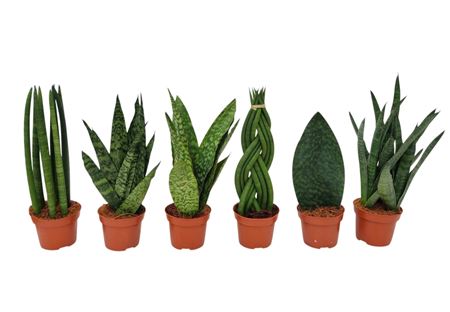 Sansevieria Green Mix 3-6 Sorts