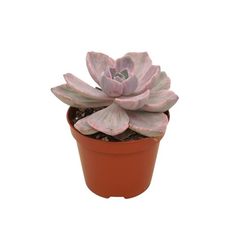 Graptoveria Gypsy 8,5 Cm
