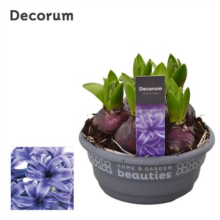 Hyacinthus Blue Pearl Bowl (decorum)