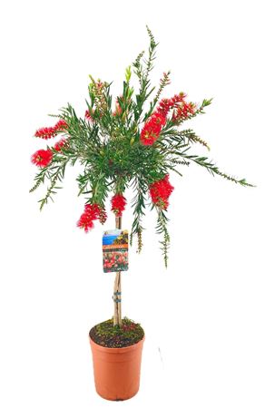 Callistemon Masotti
