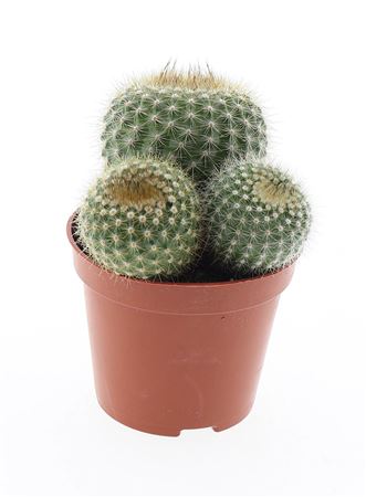 Notocactus Succineus