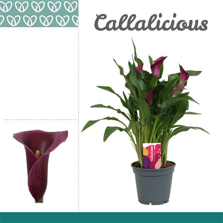Zantedeschia Purple