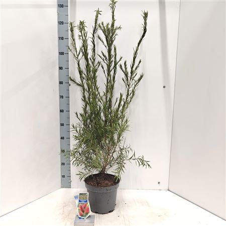 Callistemon Laevis