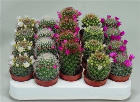 Cactus Flowering Mix (novi)
