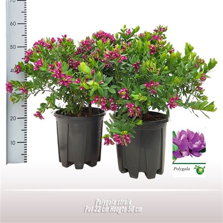 Polygala Bush