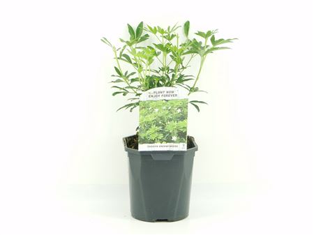 Choisya Greenfingers