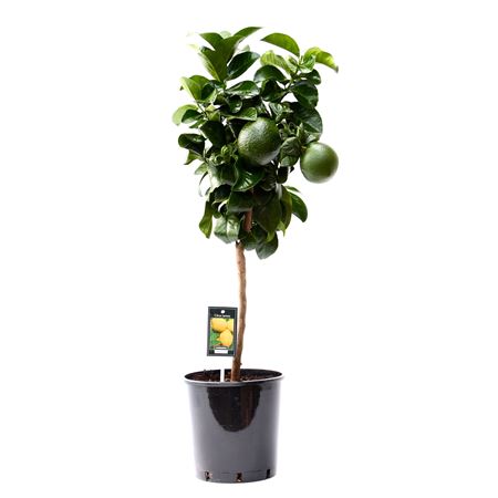 Citrus Lemon California On Stem