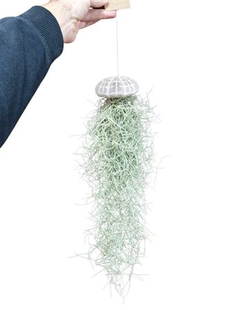 Tillandsia Schelp Usneoides Xl