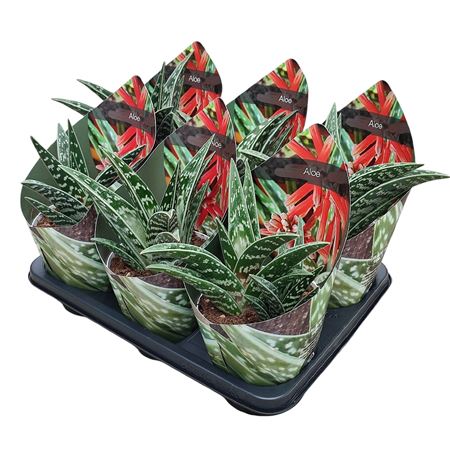 Aloe Variegata Potcover