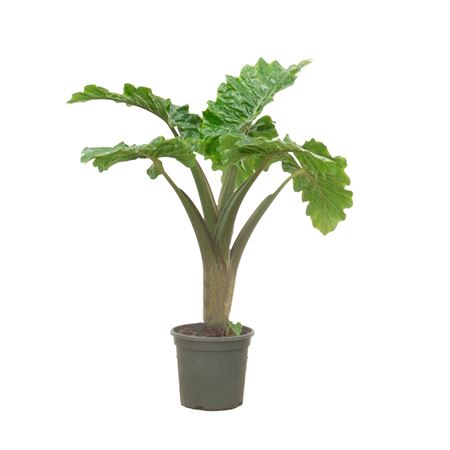 Alocasia Lowrider On Stem