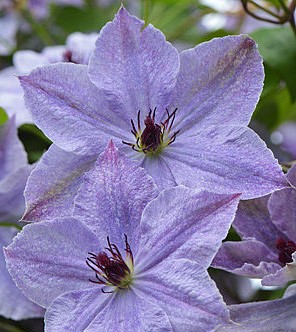 Клематис гибридный Скайфолл