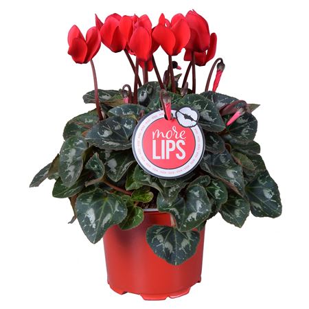 Cyclamen Red (morelips)