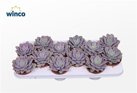 Echeveria Metallica