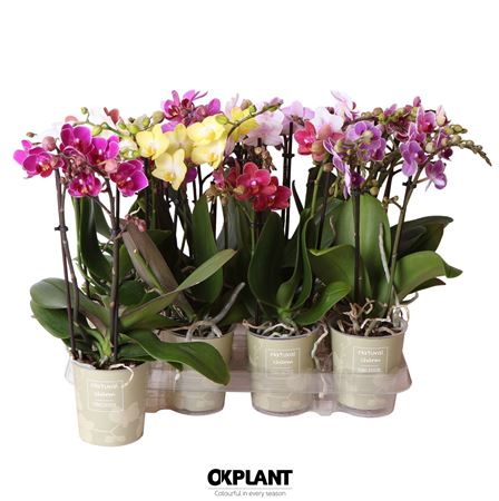 Phal 2st A2 Mix 14+ (ok)
