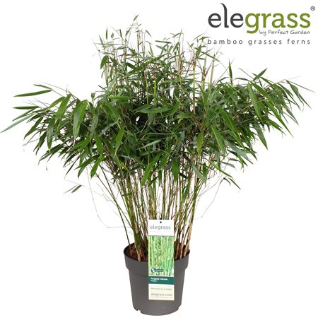 Fargesia Robusta Pingwu