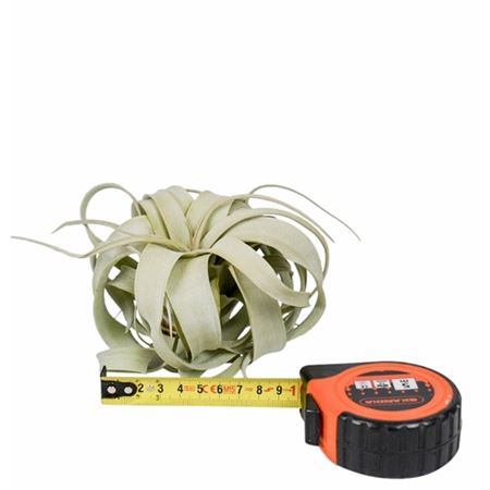 Tillandsia Xerographica X12