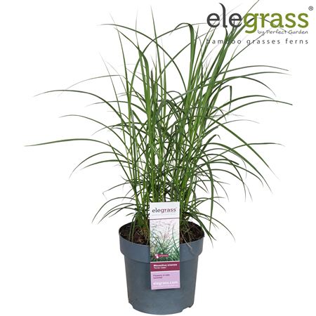 Miscanthus Sinensis Ferner Osten