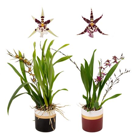 Brassia 3-4st Titanium Treasure Ceramic