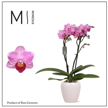 Phal Mini 2st Lotte из белой керамики Martine (мим